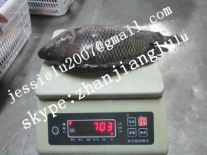 Sell black tilapia(jessielu2007@gmail.com)