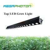 Megaphoton 200W 4ft top LED crece la luz para horticultura y floricultura en proyectos...