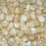 Top Quality Grade White Corn / Maize for Human & Animal Feed for Sale
