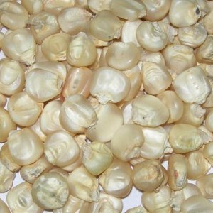 Top Quality Grade White Corn / Maize for Human & Animal Feed for Sale