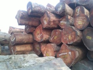 Tali,Zingana,Afromasia,Wenge,Mahogani, Bubinga And Other African Timber Logs