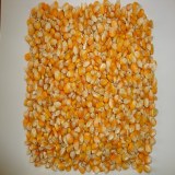 Yellow Corn, White Corn, Maize