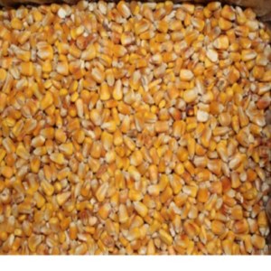 Best Quality Maize Grain Yellow Corn Feed