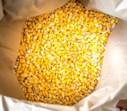 Maíz amarillo/maíz de primera calidad sin OGM para consumo humano