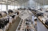 Casa de vaca de estructura de acero con CE en China en venta