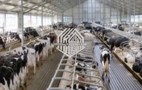 Casa de vaca de estructura de acero con CE en China en venta