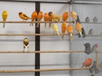 Pájaros canarios de Yorkshire disponibles para la venta